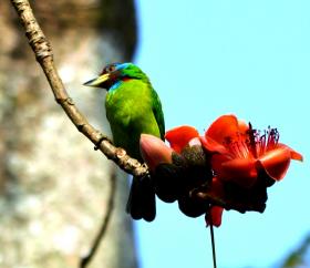 thumbs/Blue Throated Barbet fb.jpg.jpg